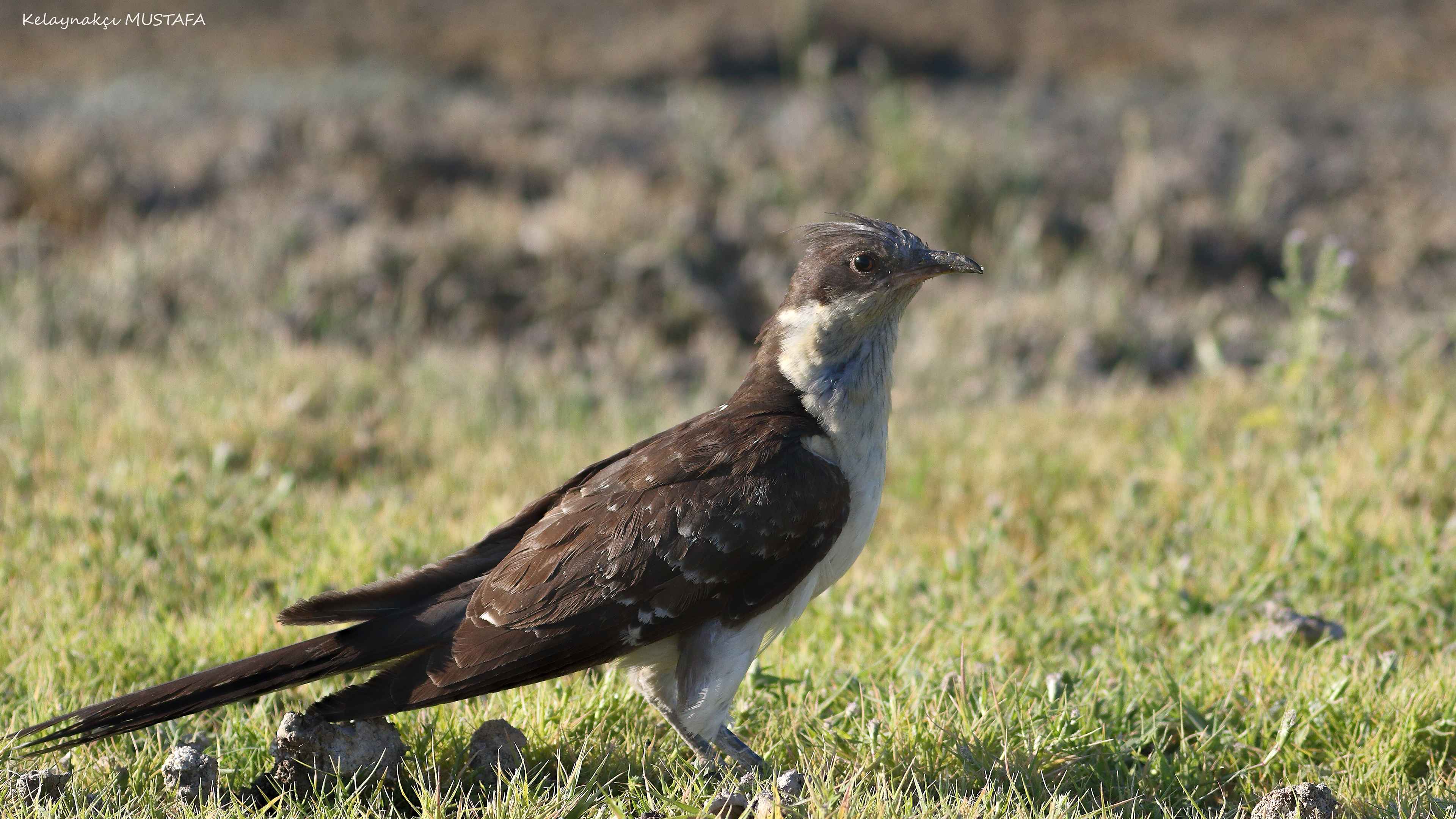 Great Spotted Cuckoo